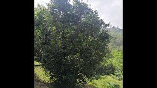 Ancient Pu-erh Tea Tree