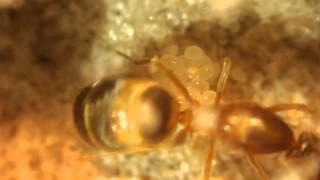 Forelius sp. in Atom Formicarium (1)