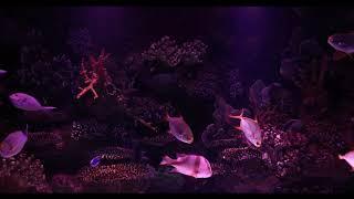 amazing beautiful sea world