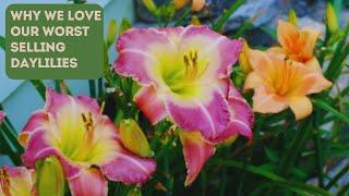 Our 5 WORST Selling Daylilies (& Why We Love 'Em!)