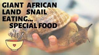 Giant African Land Snail Eating (special food for pet snails)