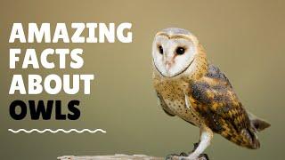 Top 15 Amazing Facts About Owls