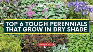 Top 6 Tough Perennials That Grow in Dry Shade  // Gardening Ideas