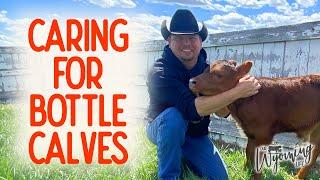 The Care of Bottle Calves on the Ranch