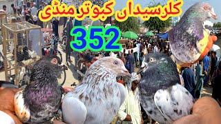 352 | Kabootar Mandi Kallar Syedan | Latest Update High Flyer Pigeon Market Price | 14/10/2024 !