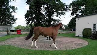 Assessing Lameness On A Hard and Soft Surface