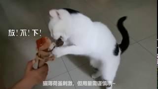 那些好玩的猫咪玩具——妹妹和Seven的日常   Those funny toys of cats -- the daily life of MeiMei and Seven