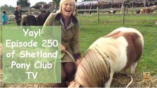 Yay! Episode 250 of Shetland Pony Club TV