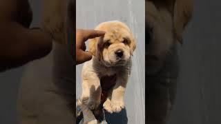 Mix Labrador puppy for Sale