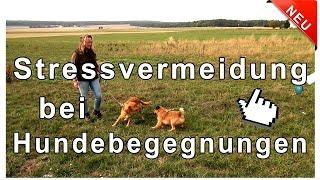 Hundebegegnungen mit und ohne Leine - Stressvermeidung bei Hundebegegnungen !