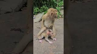 17-06-24  #funnyanimal #babylovermonkey #funnymonkey #animals #babymonkey