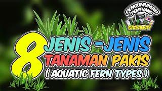 Jenis Fern / Pakis Air untuk Aquascape | Pengumuman Giveaway