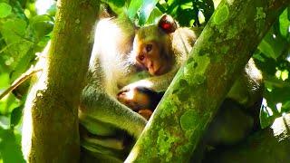 So Good! Janna Monkey Today Takes Care Mom Jane & Jazzy Monkey So Well With Comfort!