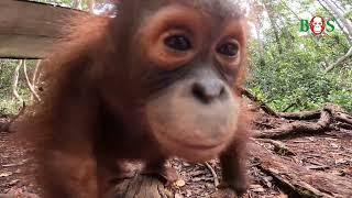 Neugieriger Orang-Utan trifft Kamera| BOS | orangutan.de