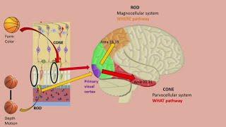 visual cortex