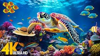 Ocean Wonder 4K - Dive into Tranquility - Sleep Relaxation with Beautiful Coral Reef Fish #2