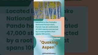 Pando - World's Largest Tree | Quaking Aspen, Trembling Aspen | Interesting #plant #facts