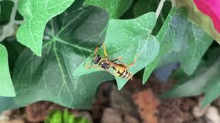 My Pet Spider and One of My Pet Wasps. With Commentary.