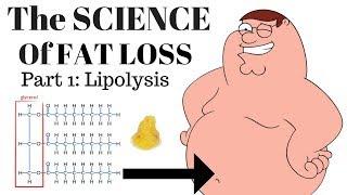 The SCIENCE of FAT LOSS: Lipolysis