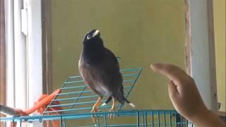 Talking myna bird Lucky  Говорящая майна Лаки