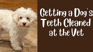 Getting a Dog's Teeth Cleaned @QuakertownVeterinaryClinic