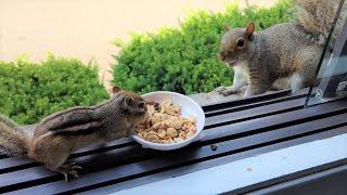 Squirrels' reactions to a chipmunk taking their food