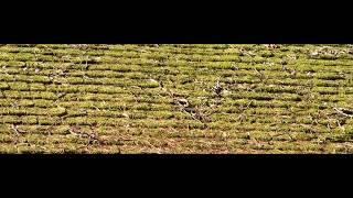 Moss Removal Cedar Shake Roof  How to restore a Cedar Shake Roof that was covered in Moss!