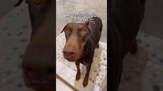 Do you think Feyre enjoyed it?  #dogsofyoutube #doberman