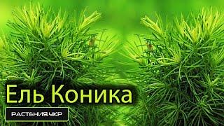 Канадская ель Коника / Ель посадка и уход / хвойные растения