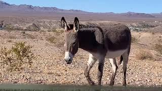 Cottonwood Cove Rd, Lake Mohave AZ side