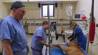 Foal Anesthesia with Dr John Hubbell