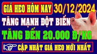 Giá heo hơi ngày 30/12/2024 - TĂNG MẠNH ĐỘT BIẾN, GIÁ THỊT TĂNG ĐẾN 20.000 ĐỒNG/KG