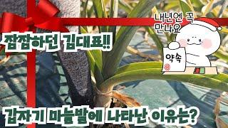 [마늘명가 TV]2024.12.24. 겨울에 마늘밭에서 할일이 있다?없다?#새해맞이 #메리크리스마스