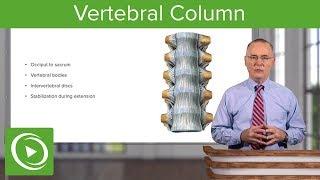 Vertebral Column  – Anatomy | Lecturio