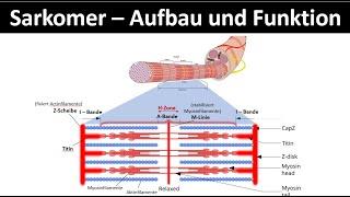 Sarkomer - Aufbau und Funktion / Aktinfilament / Myosinfilament [Biologie / Sport Oberstufe, 2/6]