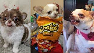 FUNNY, CUTE AND ANGRY CHIHUAHUA VIDEO COMPILATION  | Funny Pets