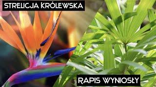 Wysiew nasion Strelicji królewskiej i Rapisa wyniosłego #Strelicja #Rapis #nasiona