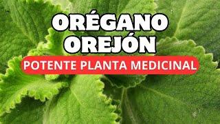 🪴ORÉGANO GIGANTE, Poderosa Planta Medicinal Que Debes Tener 