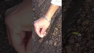 Sow Carrot Seeds This Way to Grow Lots of Carrots