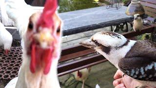 Kookaburras scared of the chickens! Casual Chaos and Cuteness #48