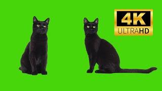 Black cat green screen video | chroma key