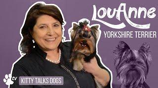 Kitty Talks Dogs: grooming Lou-anne the Yorkshire Terrier | TRANSGROOM