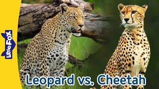 Two Spotted Big Cat, Leopard vs Cheetah | What's the Difference? | Little Fox