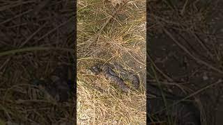 Snake on the trail in Londonderry