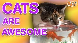 Cats Are Awesome | Best of AFV