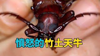 調教暴躁的竹土天牛#昆蟲世界 #動物馴化 #科普知識