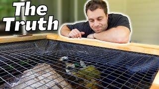 How Half My Turtles REALLY Died