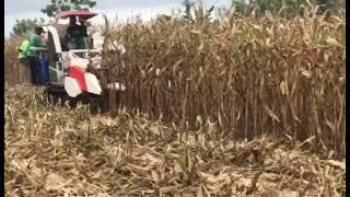 KUBOTA CORN HEADER PERFORMANCE