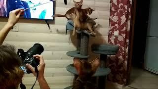 Как фотографировать котят?