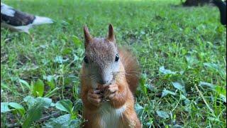 Белки играют и кушают. Squirrels play and eat.